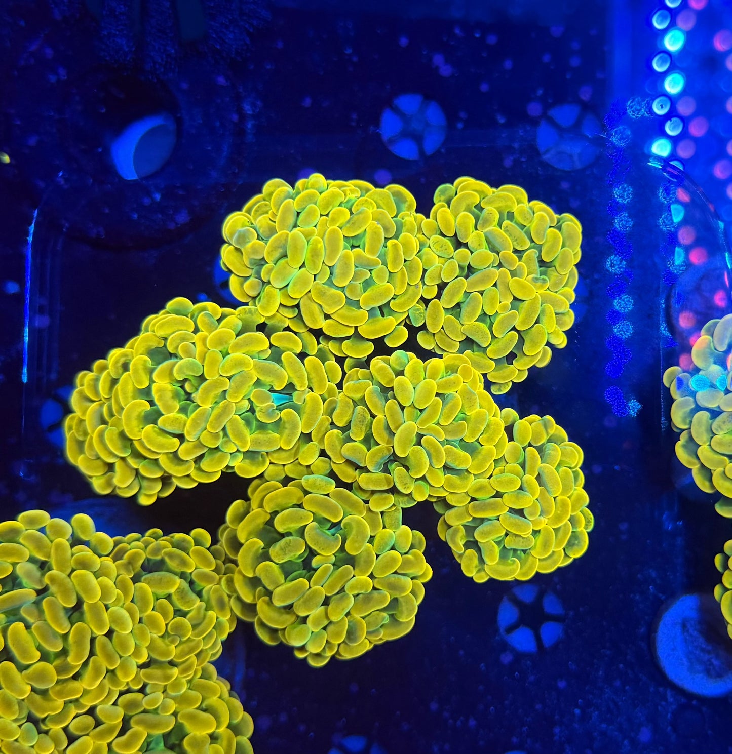 Willy wonka colony