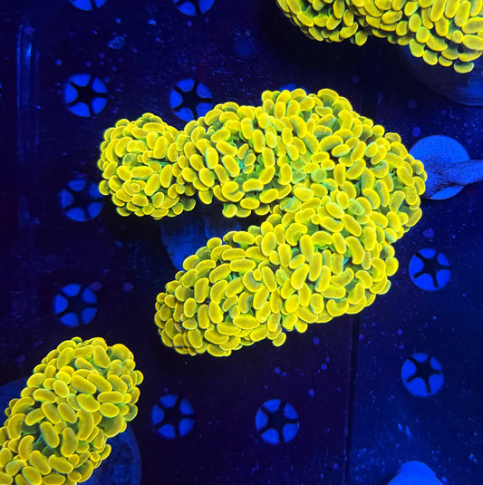 Willy wonka colony