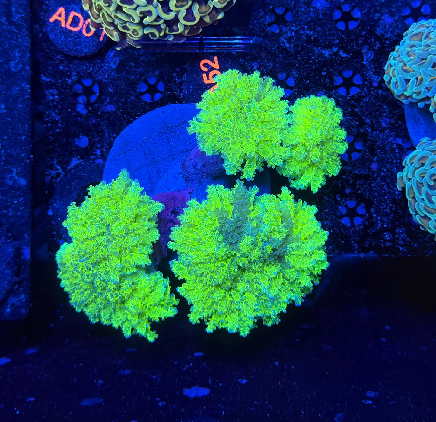 Malay thin noodle frogspawn graft colony