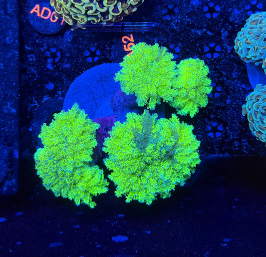 Malay thin noodle frogspawn graft colony