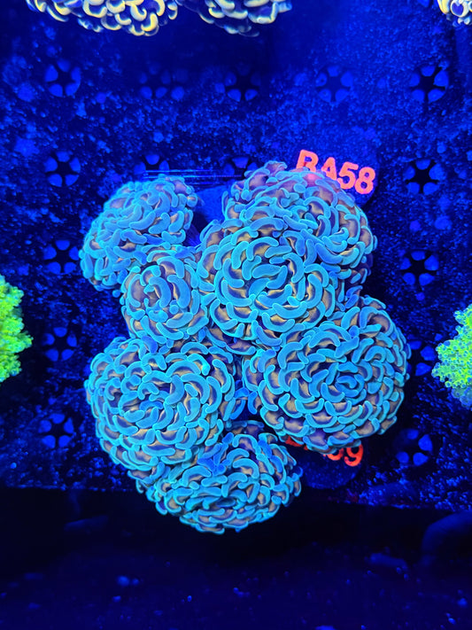 Malay fat head hammer colony L