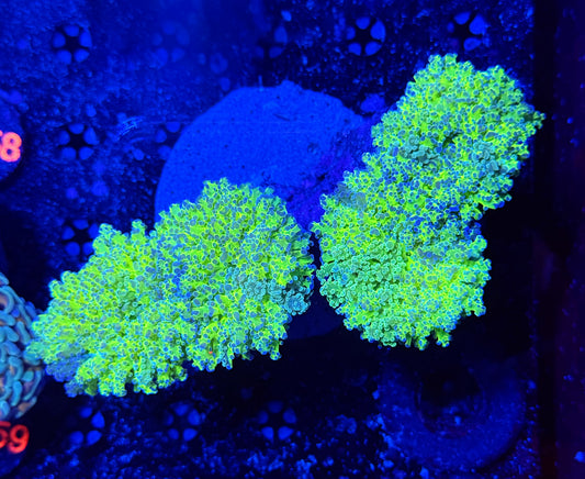 Malay thin noodle frogspawn graft colony