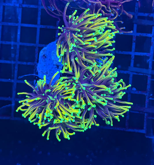 Indo gold colony small