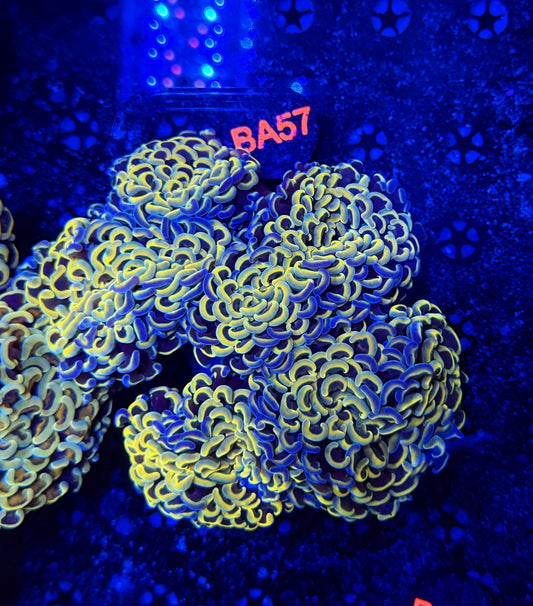 Malay fat head hammer colony L