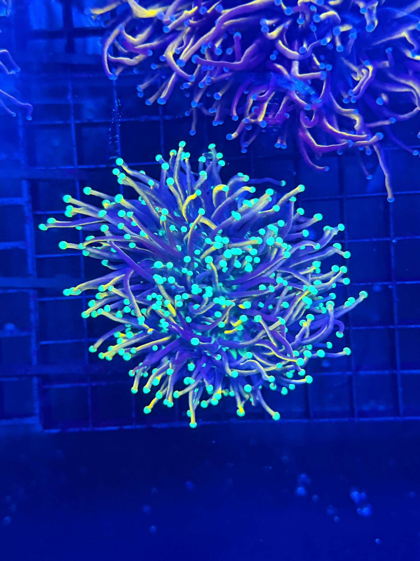 Indo gold colony small