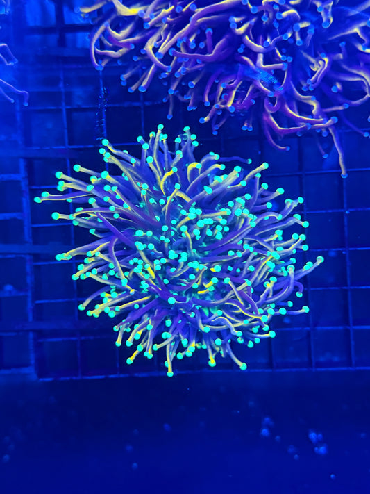 Indo gold colony small