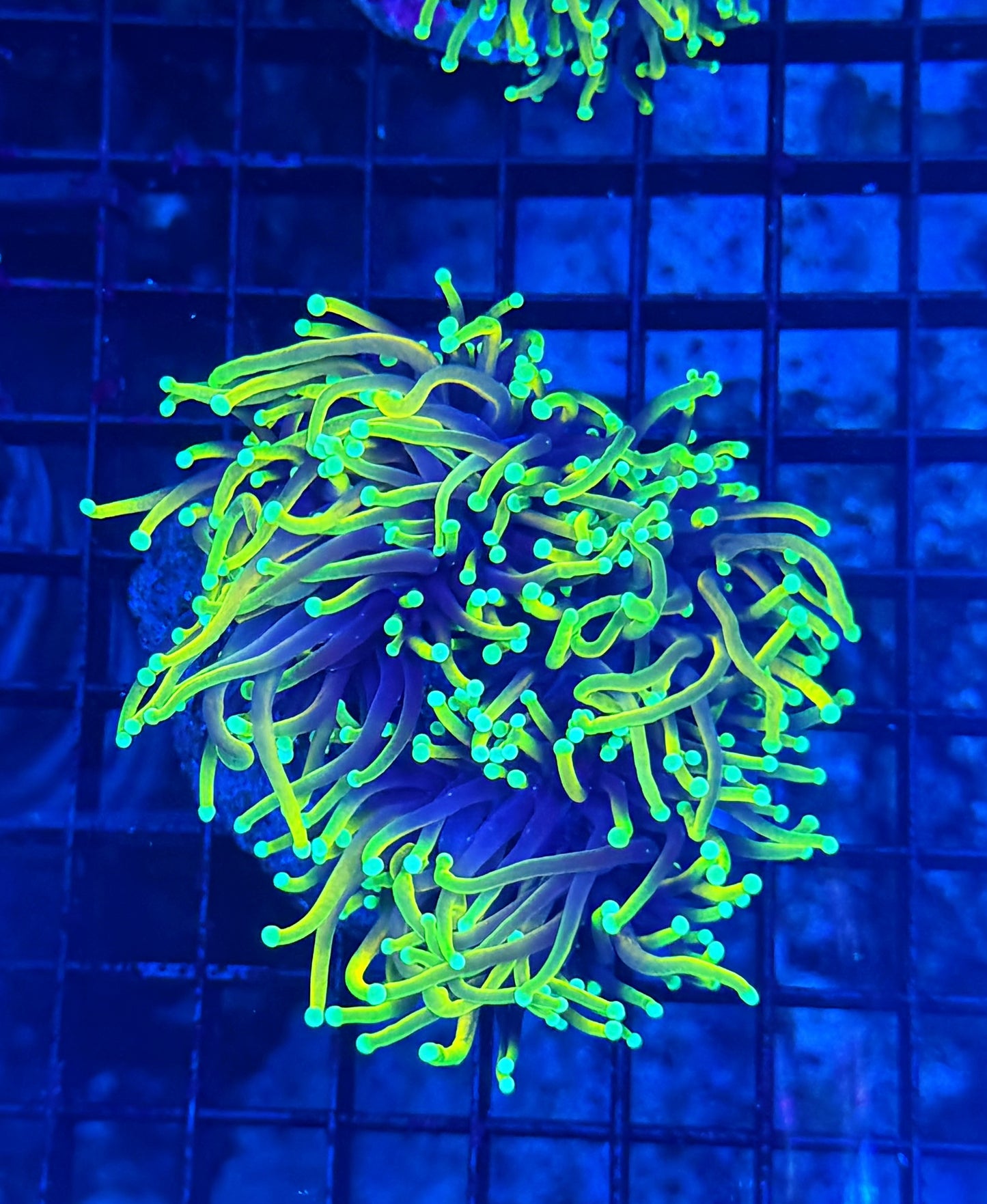 Indo gold colony small