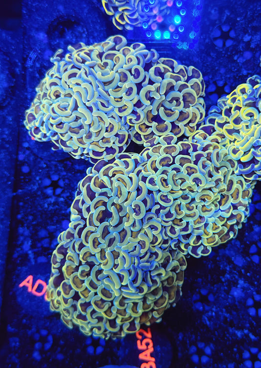 Malay fat head hammer colony L