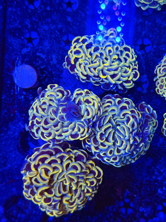Malay fat head hammer colony L