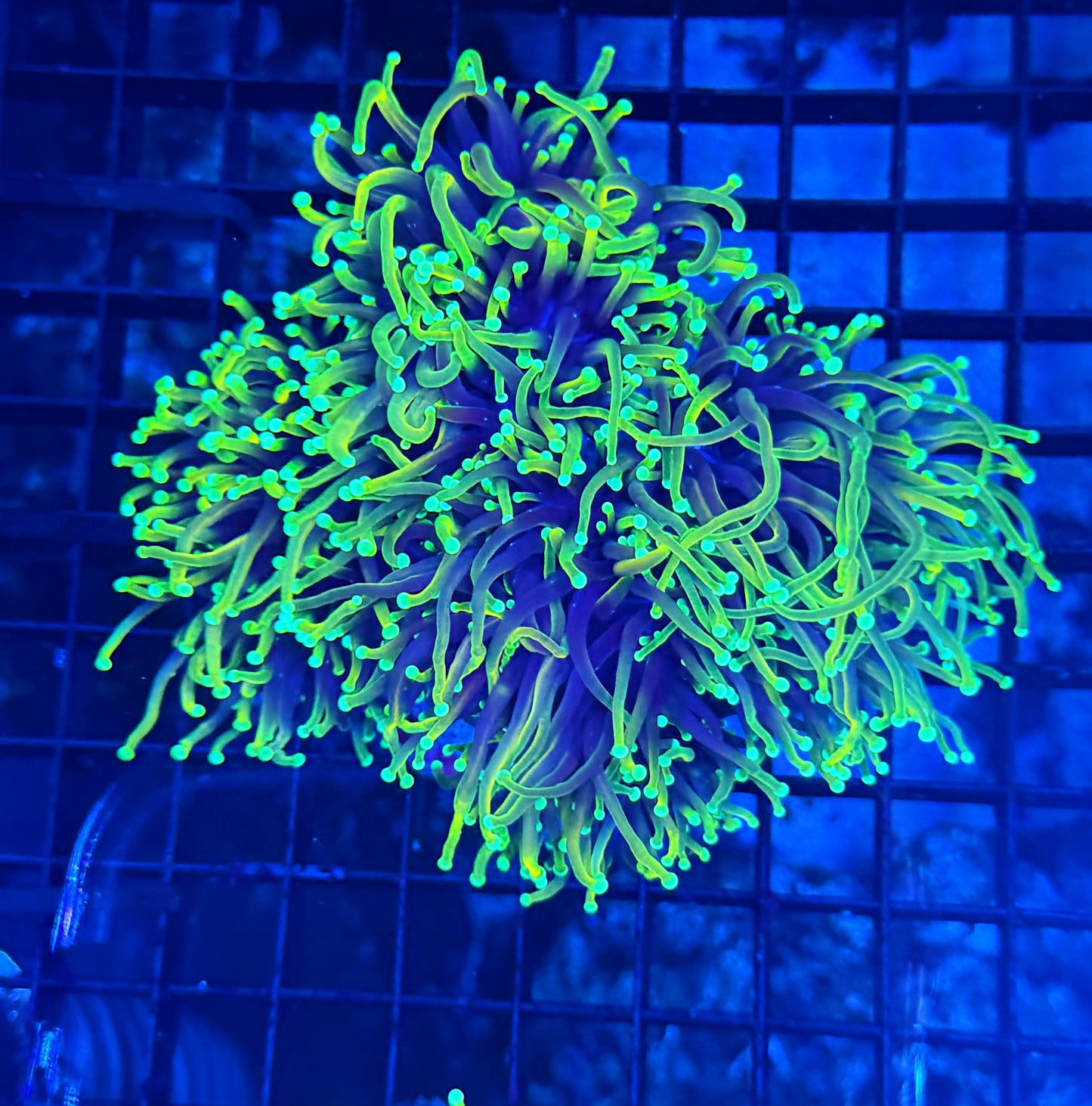 Indo gold colony