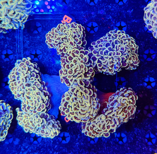 Malay fat head hammer colony L