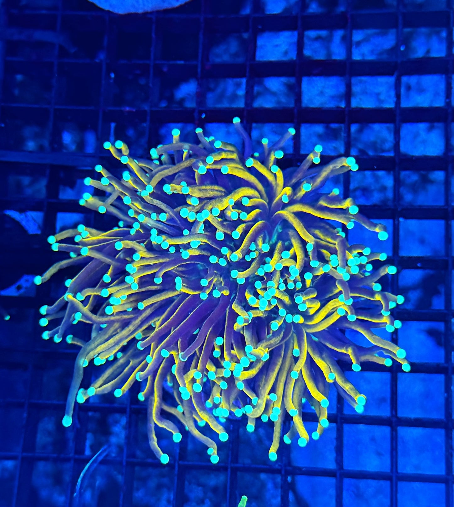 Indo gold colony small