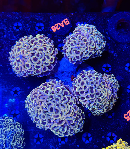 Malay fat head hammer colony L