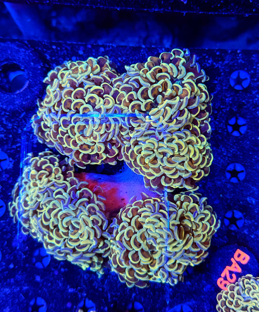 Malay fat head hammer colony L