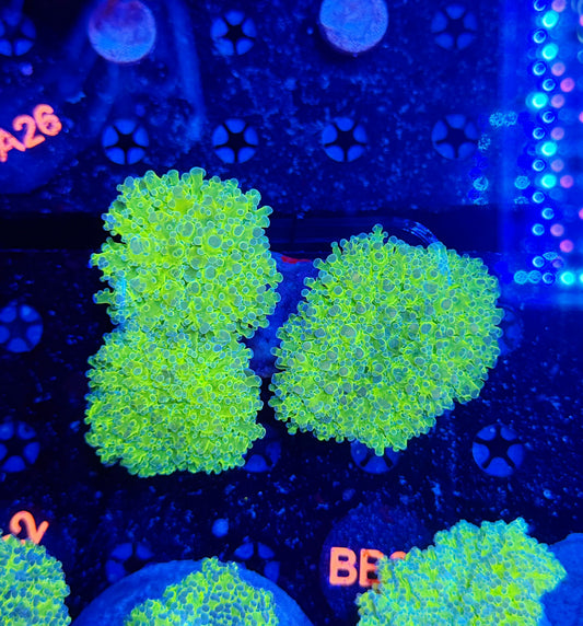 Malay thin noodle frogspawn colony