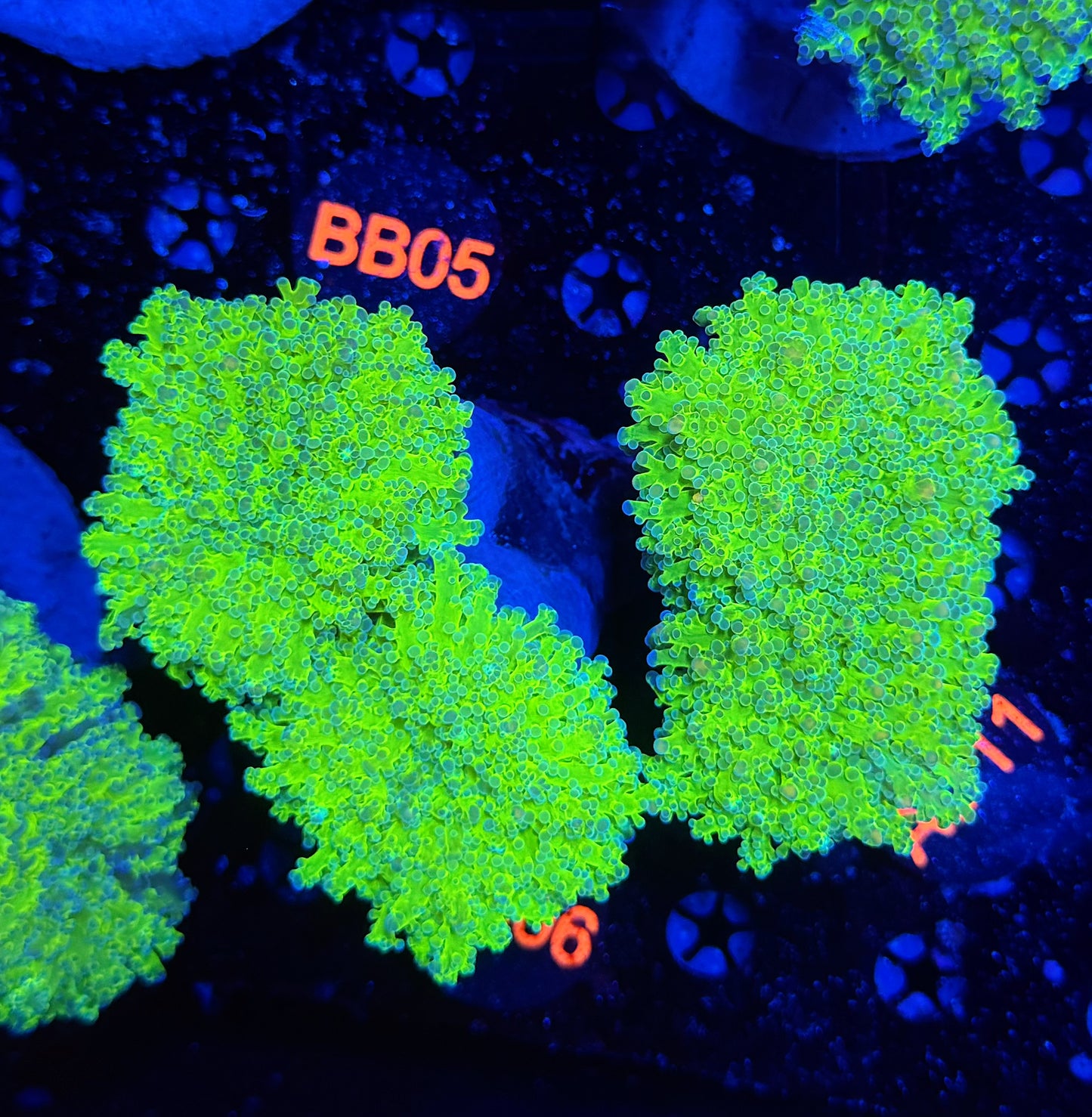 Malay thin noodle frogspawn colony