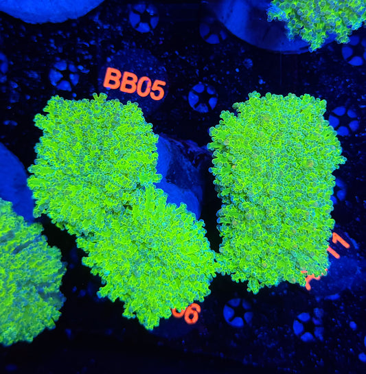 Malay thin noodle frogspawn colony