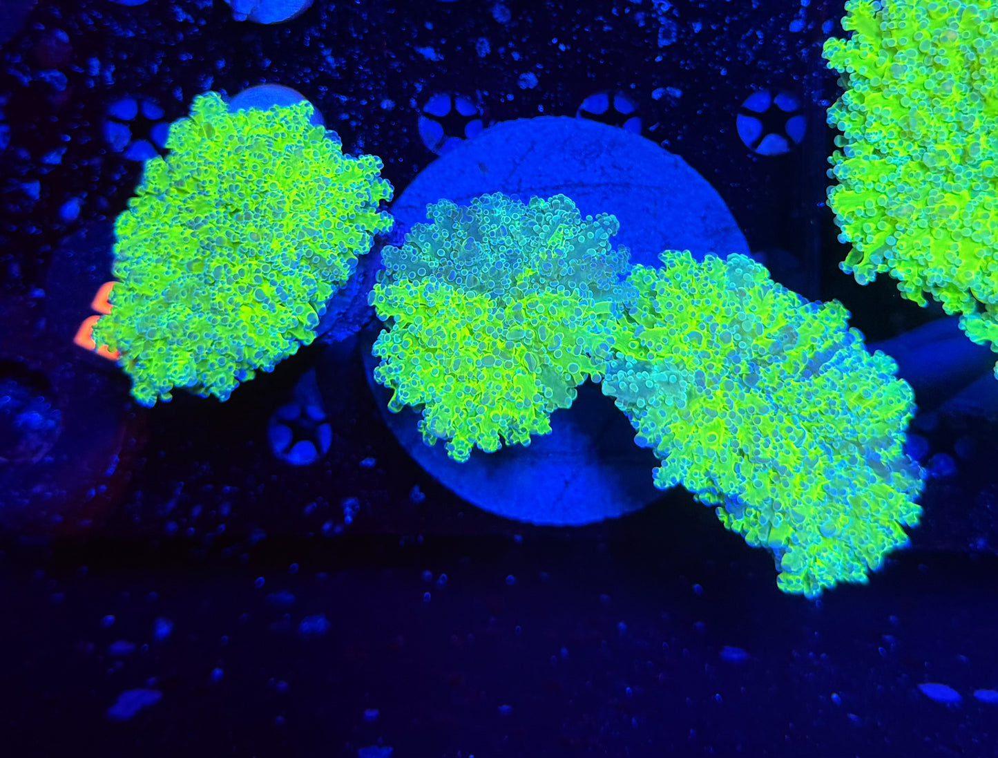 Malay thin noodle frogspawn graft colony