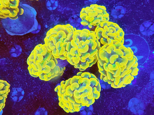 Willy wonka hammer (per head not WYSIWYG)-Ocean King Corals