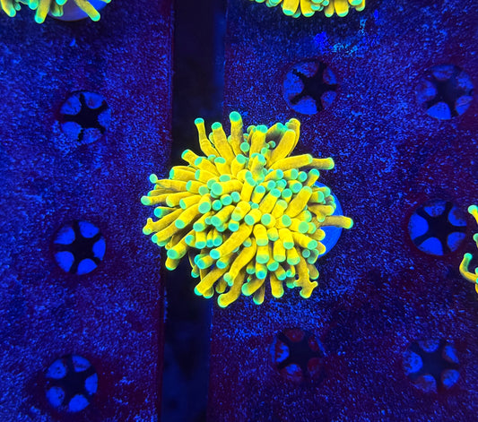 Asian banana (Retail Grade Good Condition)