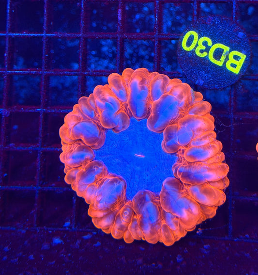 Malay cynarina