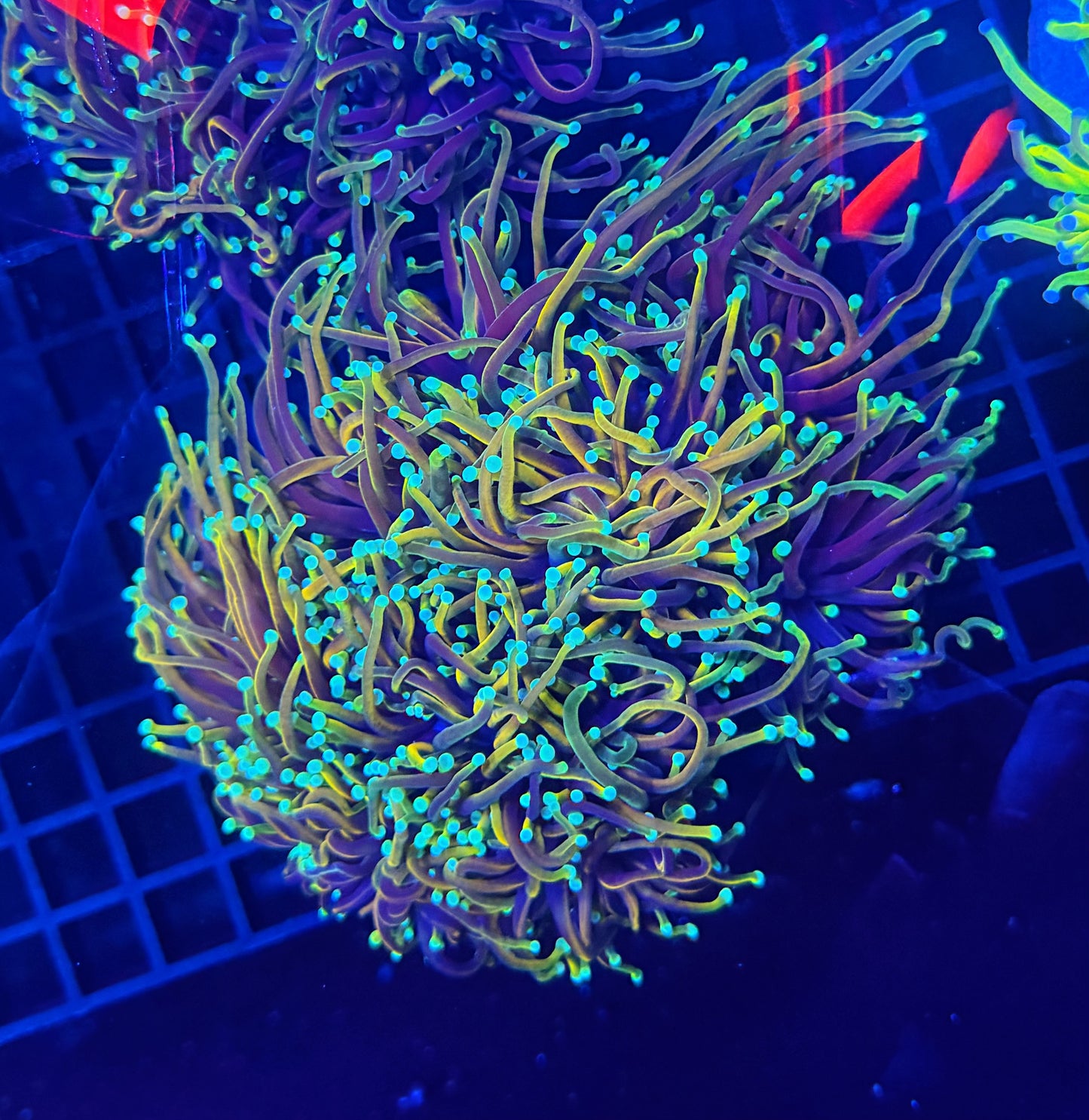 Indo rainbow gold colony 4-8 heads special