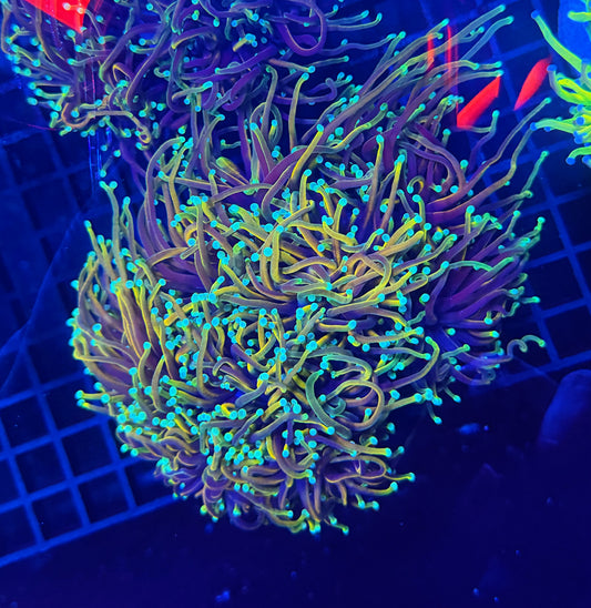 Indo rainbow gold colony 4-8 heads special