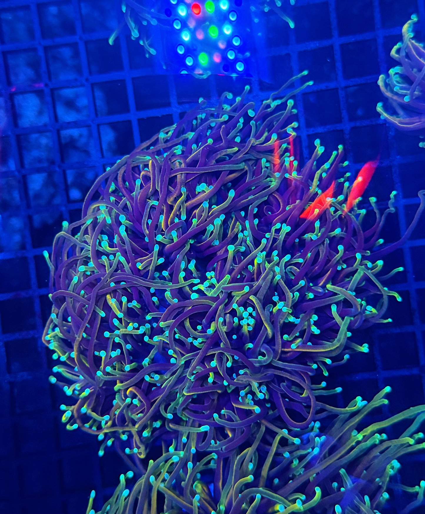 Indo rainbow gold colony 4-8 heads special