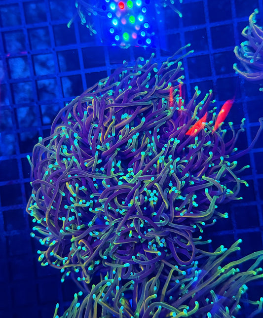 Indo rainbow gold colony 4-8 heads special