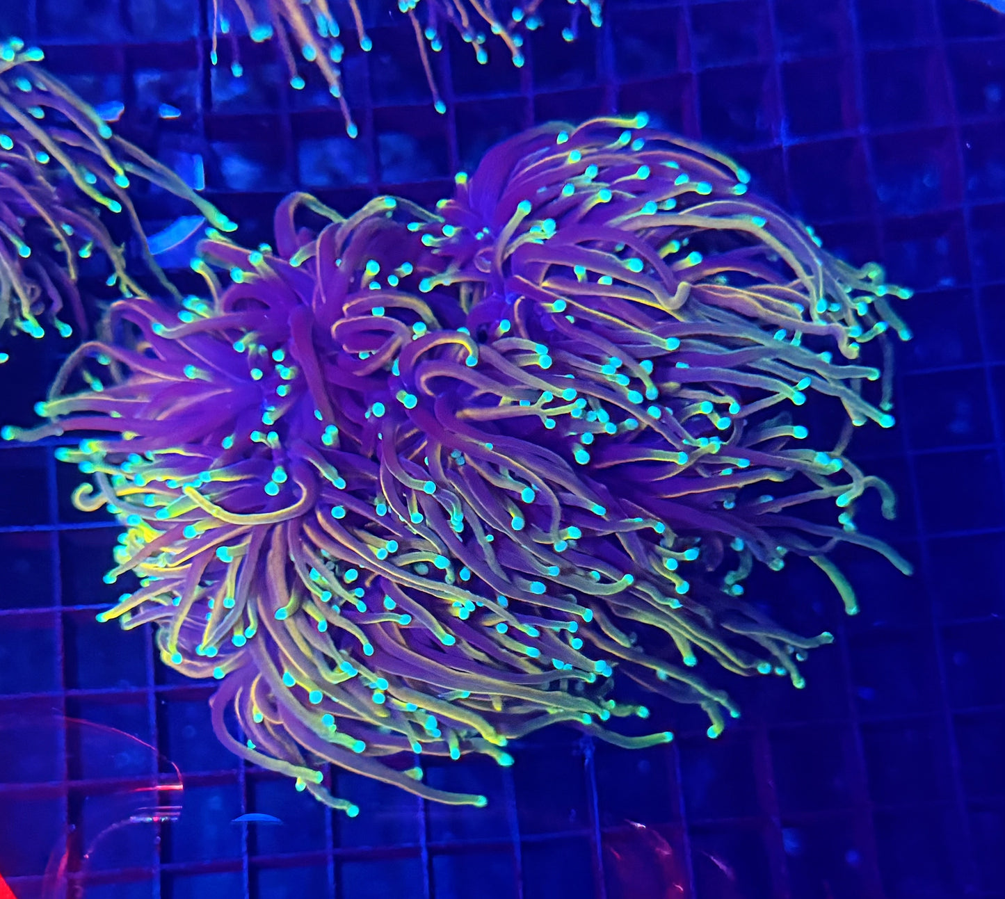 Indo rainbow gold colony 4-8 heads special