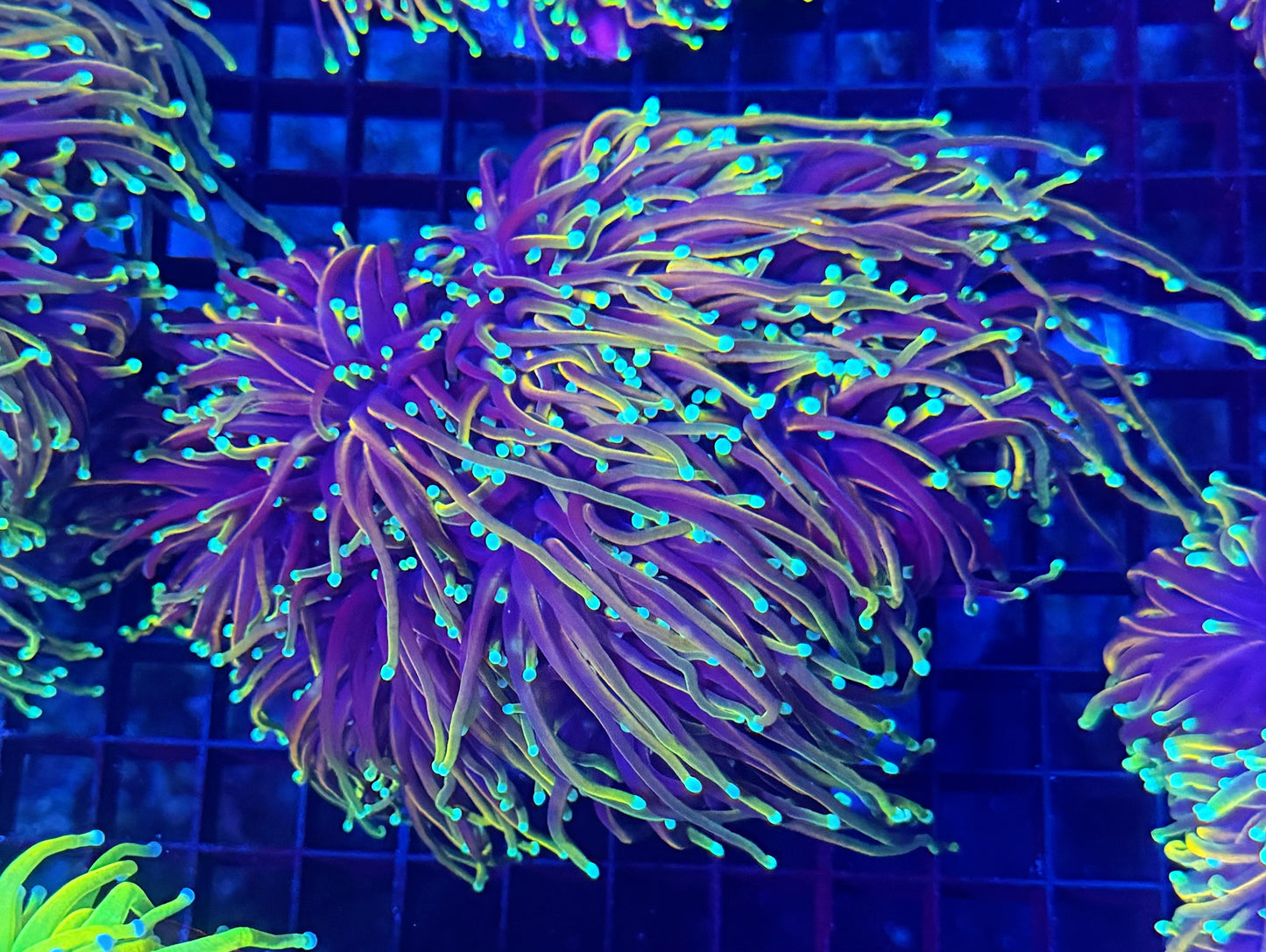 Indo rainbow gold colony 4-8 heads special