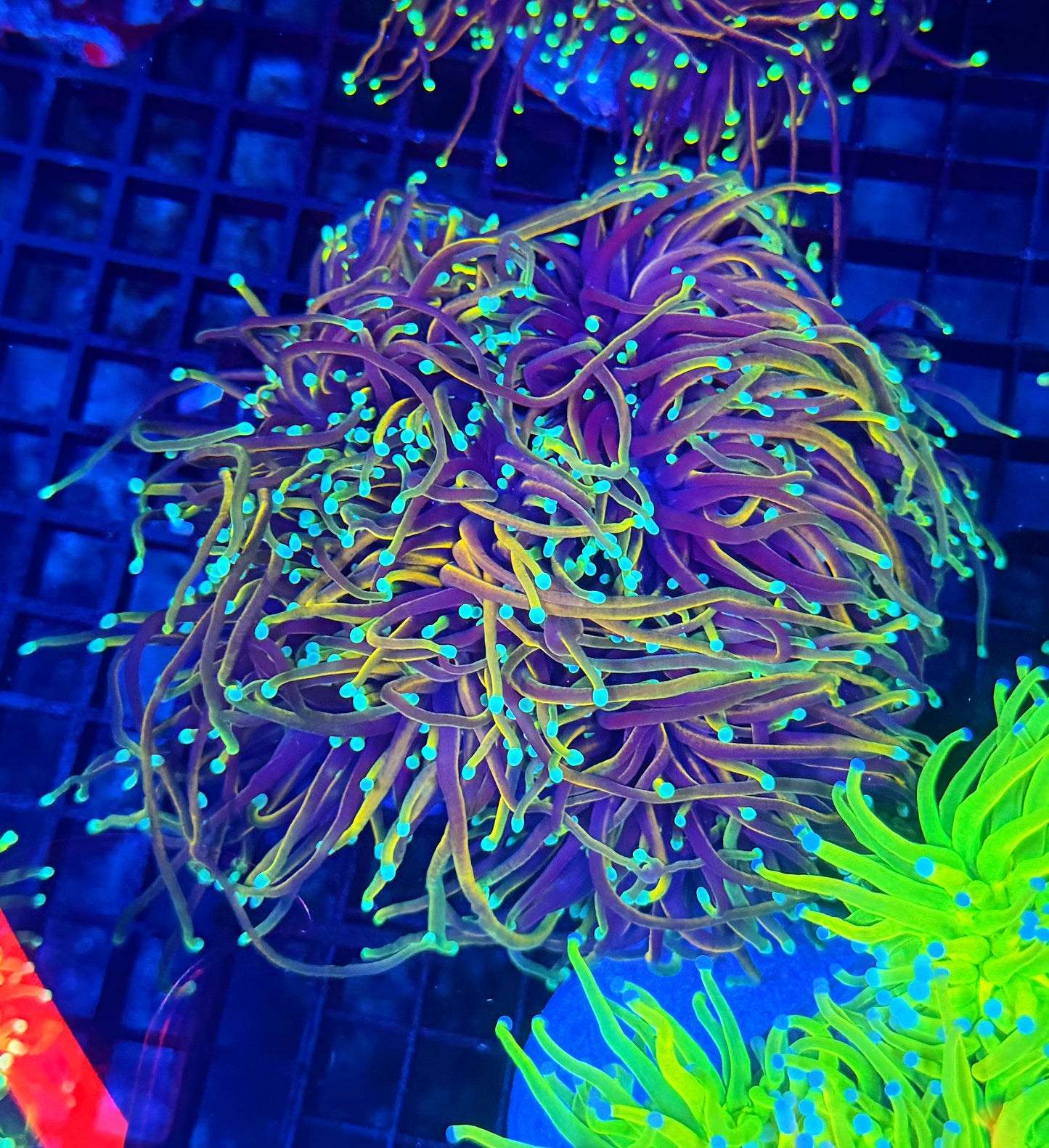 Indo rainbow gold colony 4-8 heads special