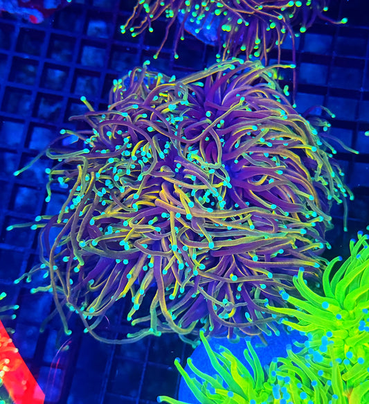 Indo rainbow gold colony 4-8 heads special
