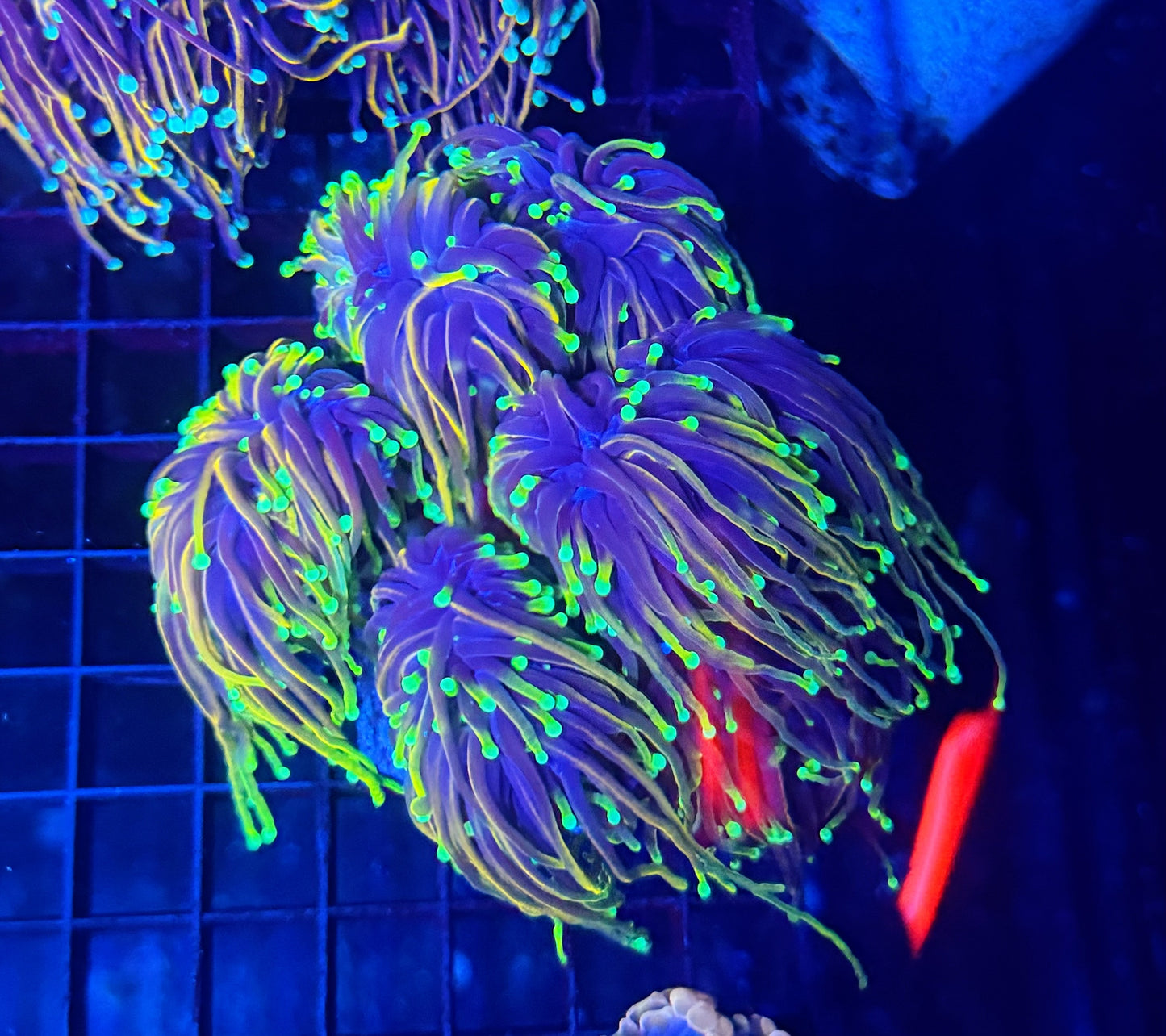 Indo rainbow gold colony 4-8 heads special
