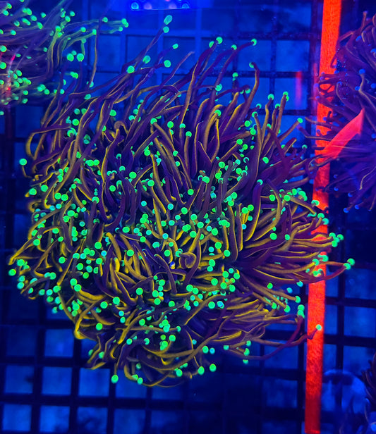 Indo gold colony 4-8 heads special