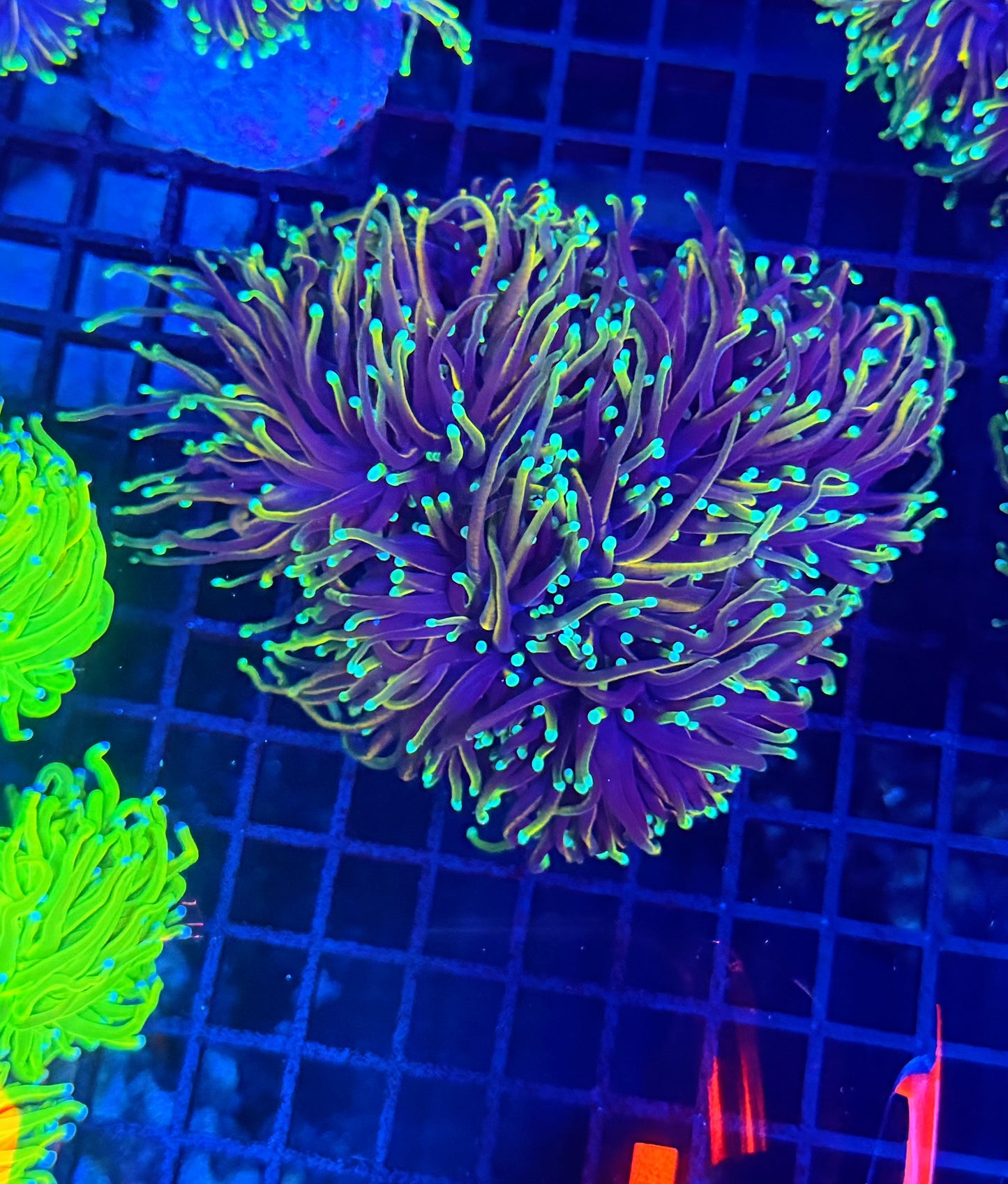 Indo gold colony 4-8 heads special
