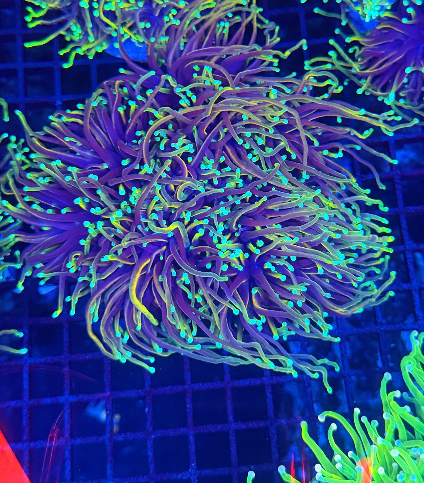 Indo rainbow gold colony 4-8 heads special