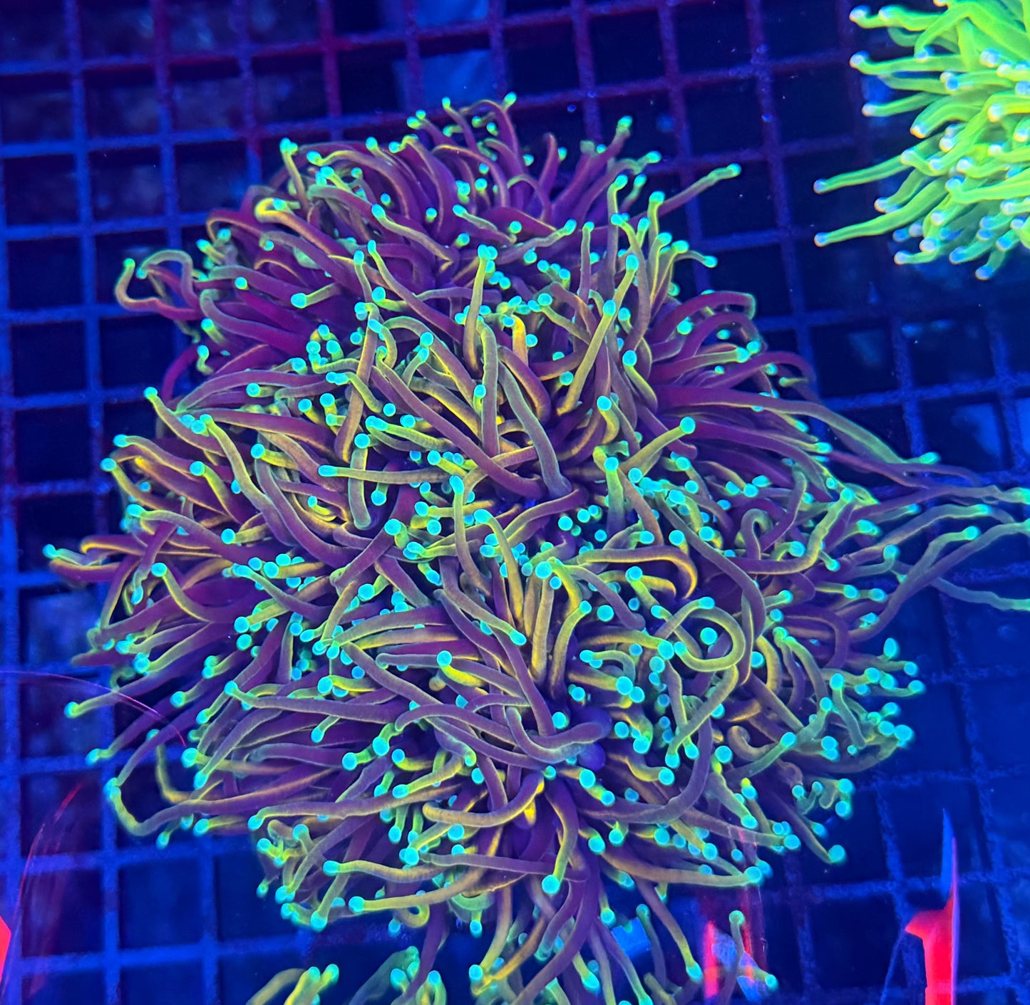 Indo gold colony 4-8 heads