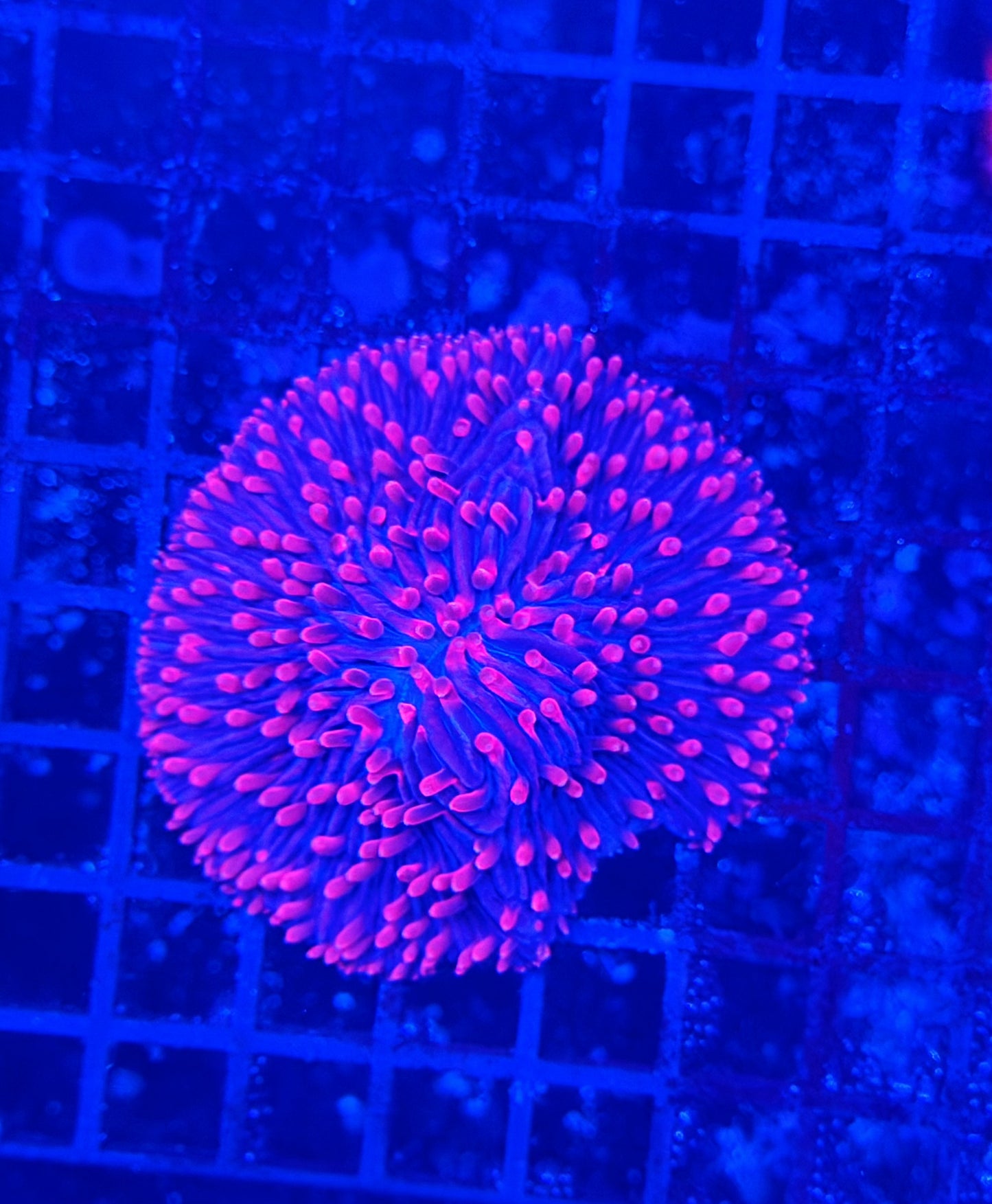 Rainbow plate