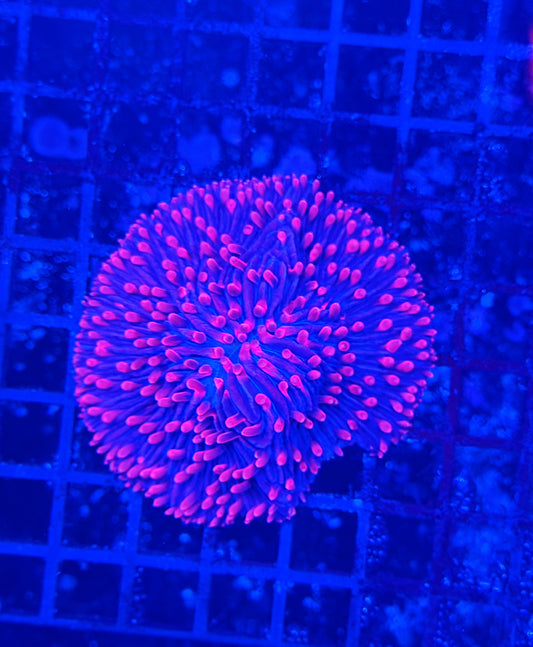 Rainbow plate