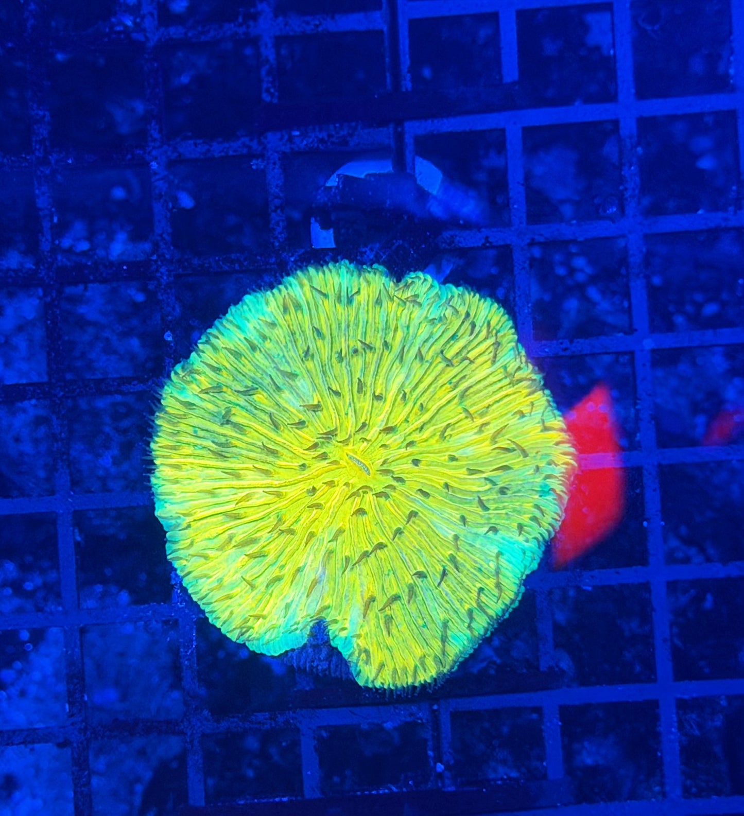 Rainbow plate