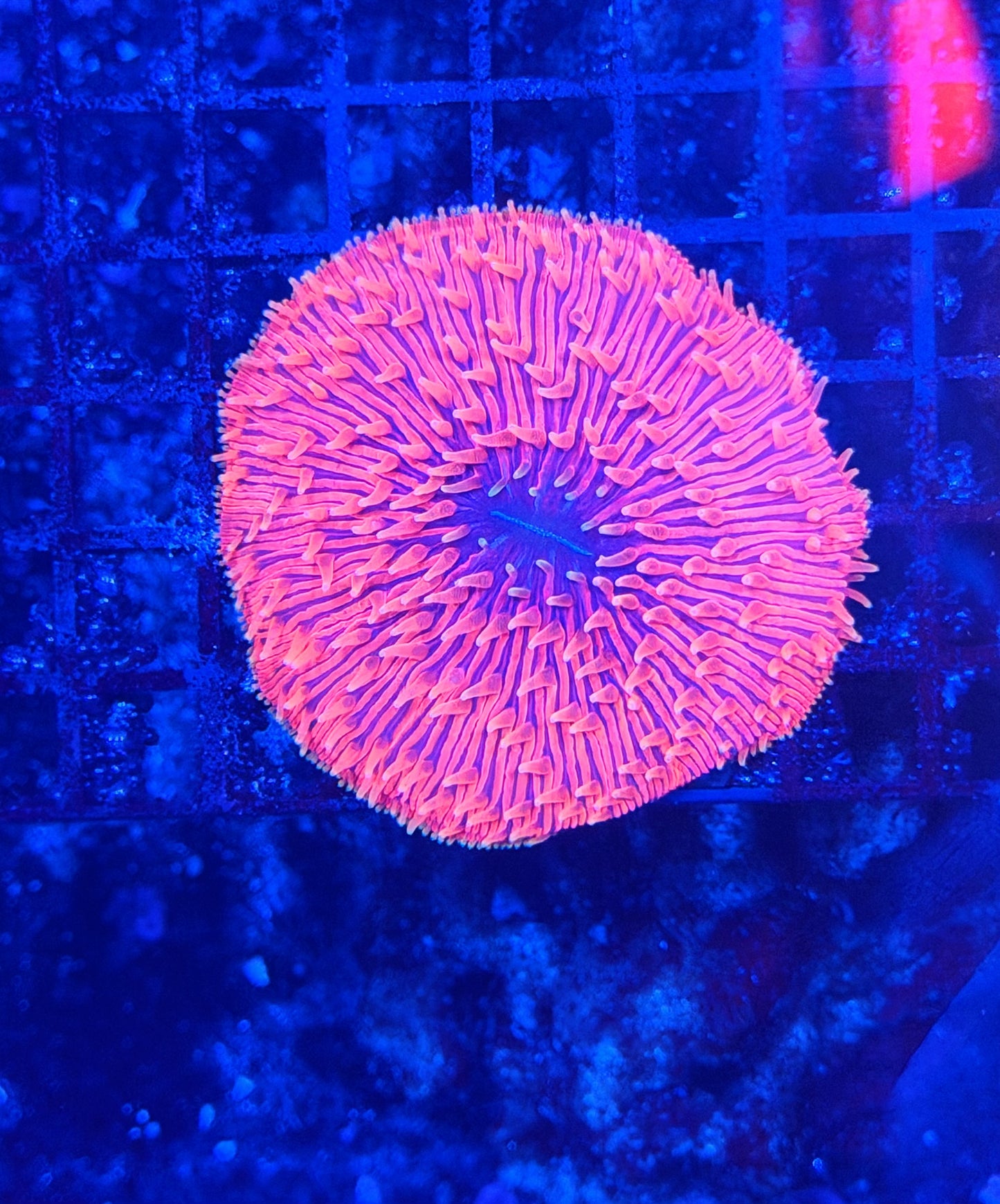 Rainbow plate