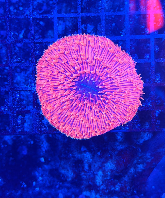 Rainbow plate