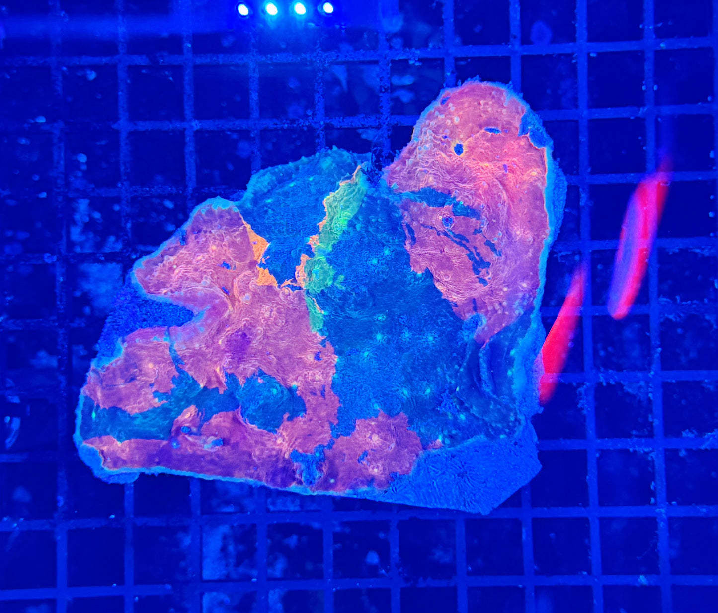 Rainbow chalice