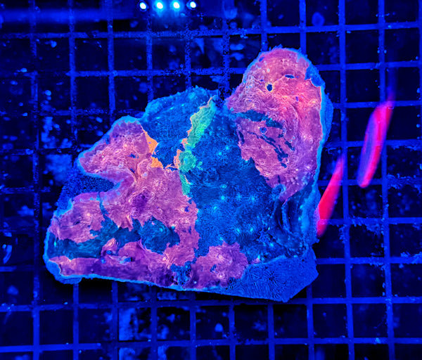 Rainbow chalice