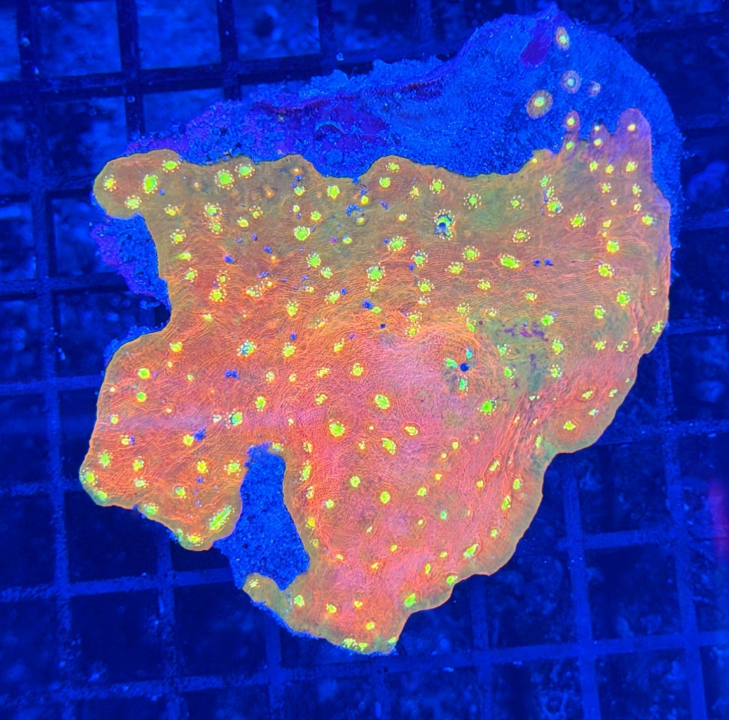 Rainbow chalice xl