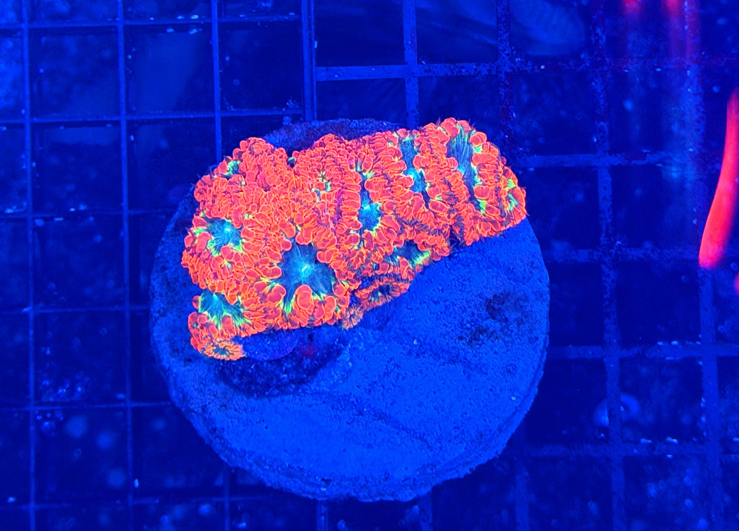 Malay rainbow blasto