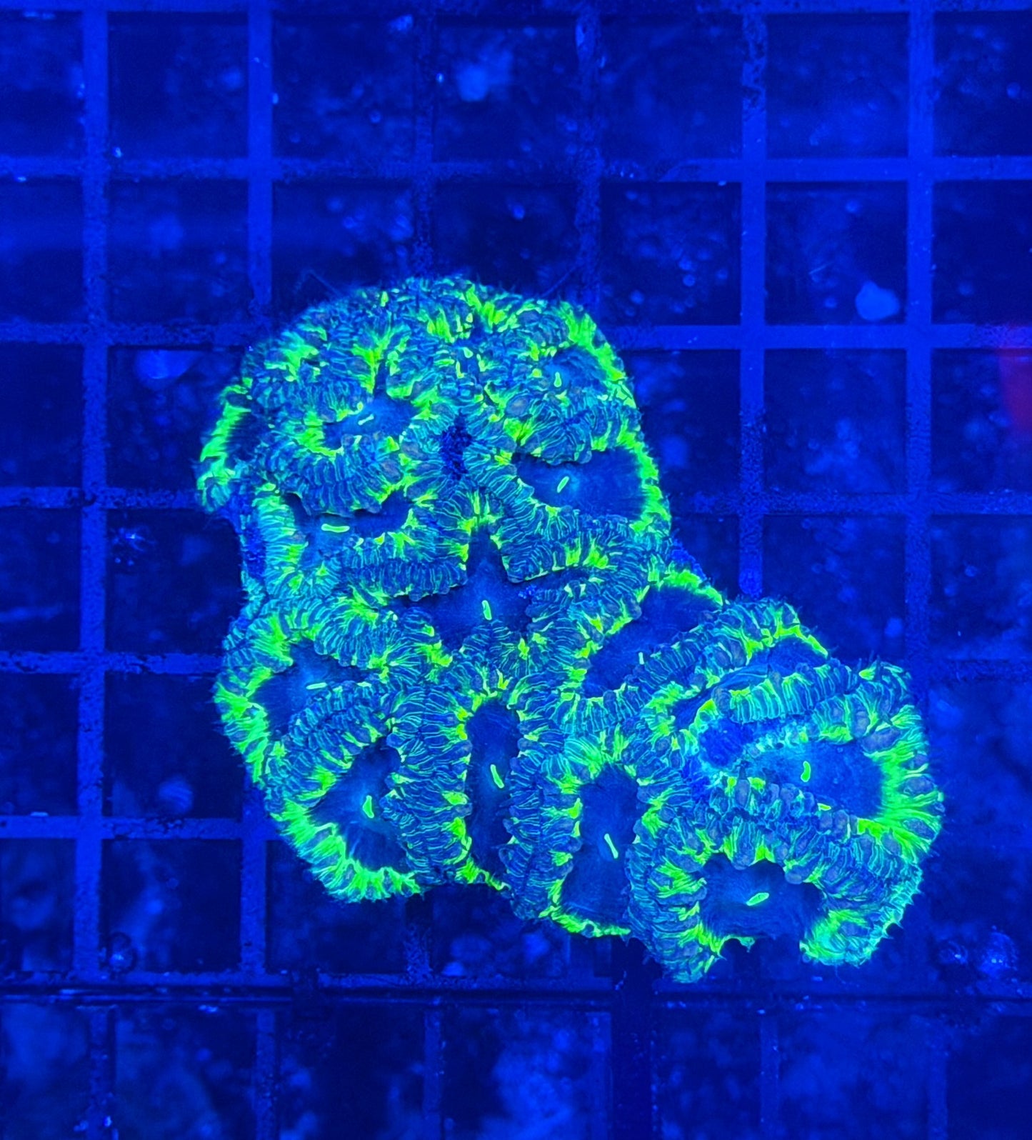 Malay blasto colony