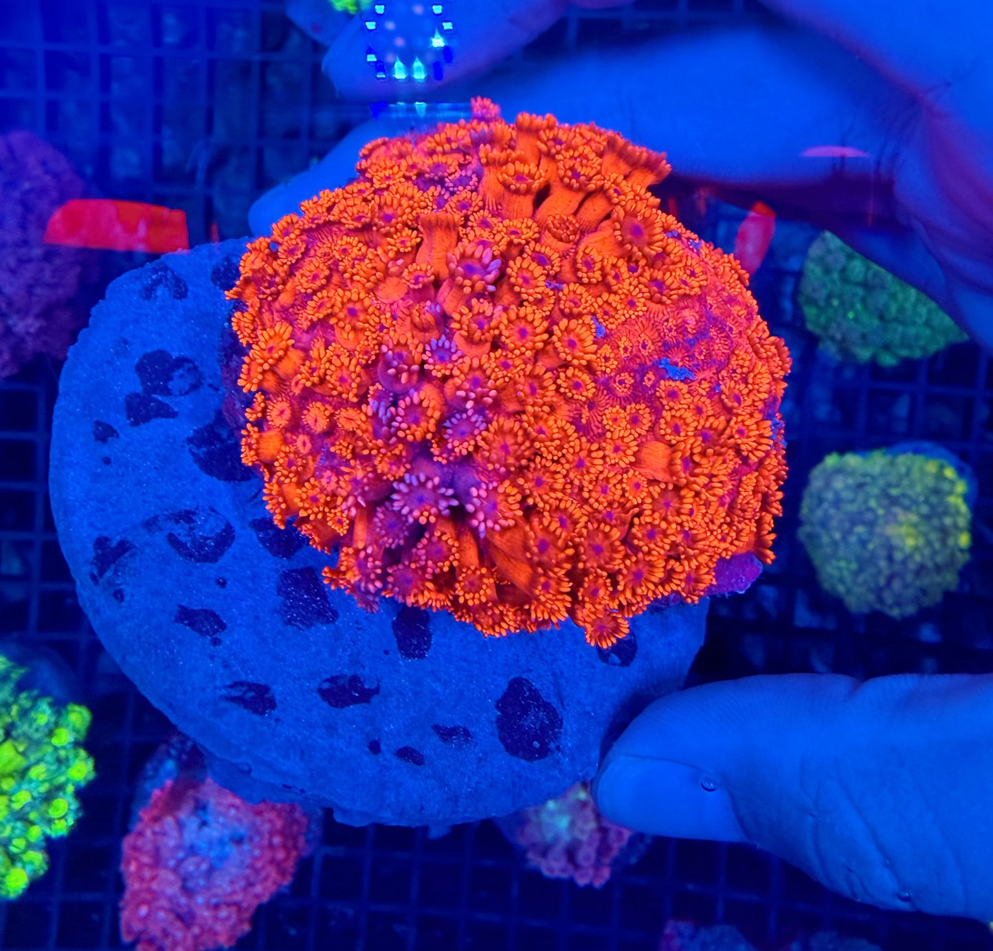 Rare true blue/purple graft with red Goni large