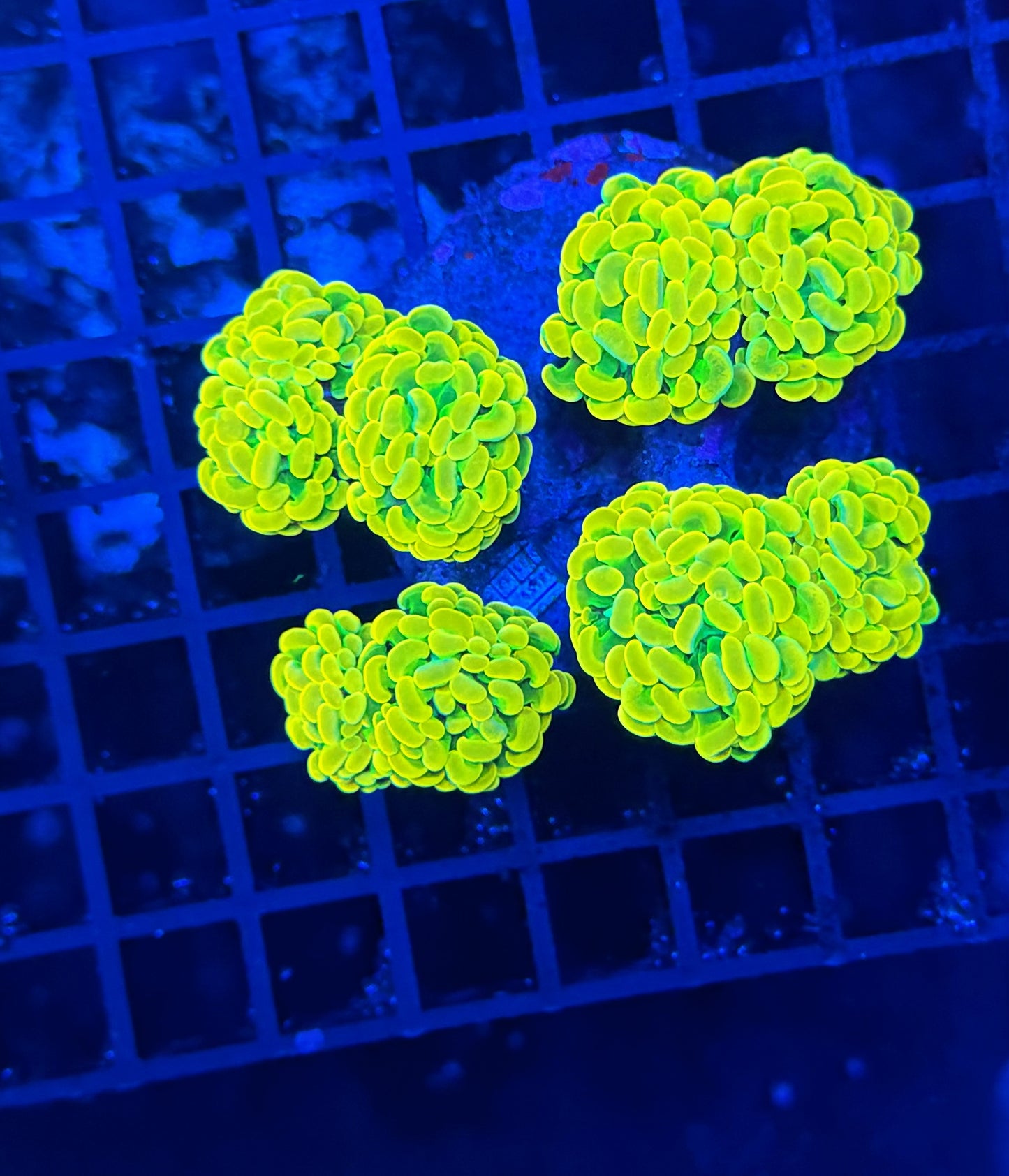 Willy wonka colony 6+ heads
